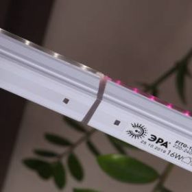 Светильник для растений, фитолампа светодиодная линейная ЭРА FITO-9W-T5-Ra90 полного спектра 9 Вт Т5 ‎