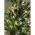 ENON-10B ЭРА Гирлянда LED Нить 10 м теплый свет, 24V, IP44 (80/960) ‎