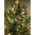 ENON-5B ЭРА Гирлянда LED Нить 5 м теплый свет, 24V, IP44 (80/1920) ‎